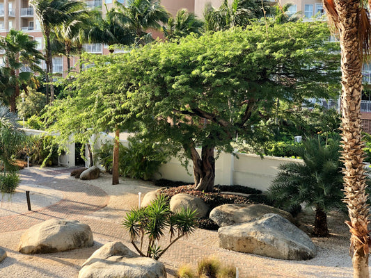 🌬️ From Aruba to Artwork: The Story Behind Find the Wind