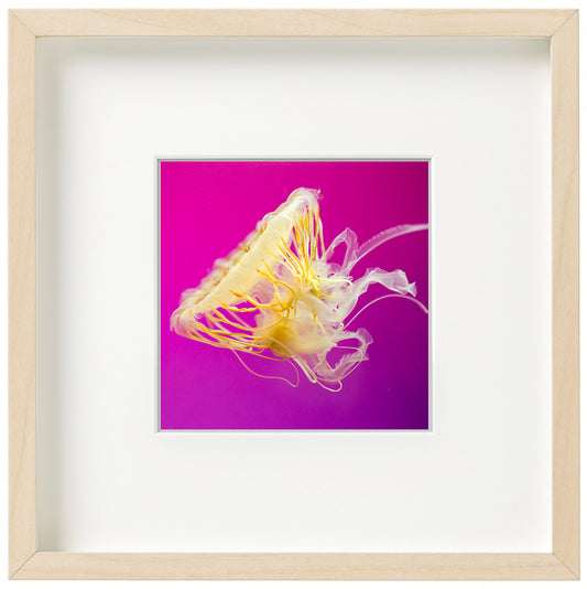 Pink Jellyfish, 9x9 Framed Watercolor Artwork