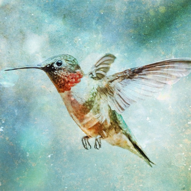Day 030 - Hummingbird Love